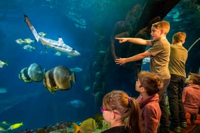 Day Ticket to Sea Life