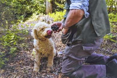Trequanda: Tuscan Truffle Hunting Experience with Lunch
