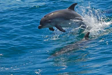 Observation des dauphins en milieu naturel - visite privée d'une demi-journée