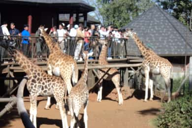 Giraffe Center and Karen Blixen Museum Tour from Nairobi
