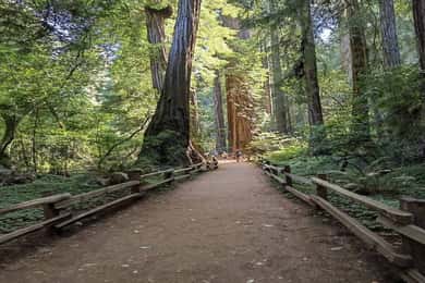 São Francisco: City Tour de dia inteiro com Muir Woods e Sausalito