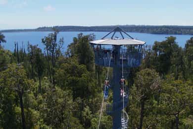 West Coast Tree Top Tower Zip Line and Walk