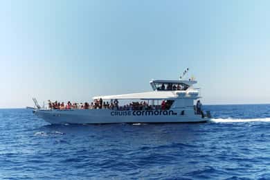 Von Palma: 3-stündige Bootstour zur Delfinbeobachtung am Morgen