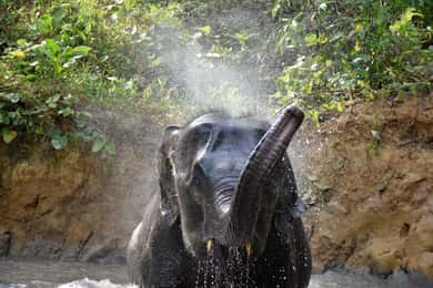 Krabi: Elephant Care House & 7-Level Huay Tho Waterfall Trip