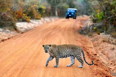Yala National Park: Private Safari Day Trip with Lunch