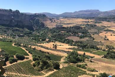 From Marbella: Ronda Tour Wineries Tour with Lunch