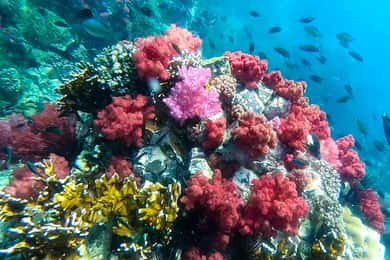 Koh Lipe: Excursión de snorkel en barco de cola larga con almuerzo