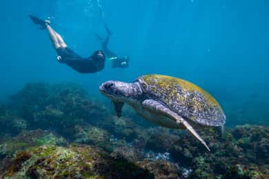 Gold Coast: Snorkeling with Turtles Half-Day Tour
