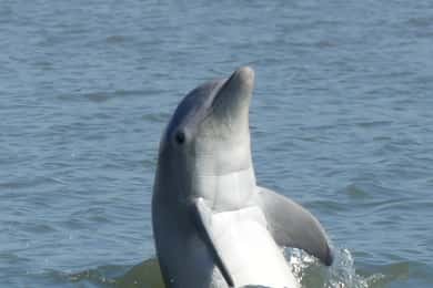 Hilton Head Island: Private Dolphin and Nature Tour