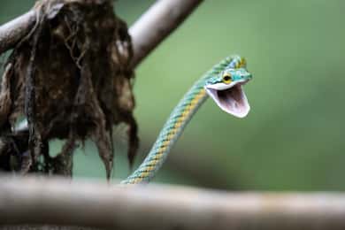 Manaos: Excursión de varios días por el Amazonas con acampada