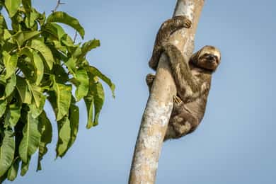 Manaos: Excursión de varios días al Amazonas en el Albergue Flotante Tapiri