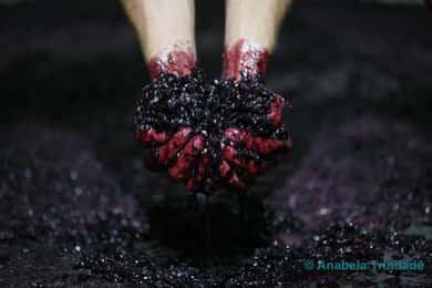 A trip through the “Vinhos Verdes” of the Basto Region