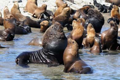 From Puerto Madryn: City and Punta Loma Tour