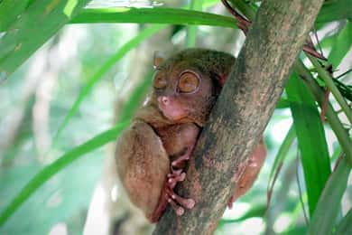 Panglao: Rundtur med lunch i Dao, skogarna och Tarsier Sanctuary