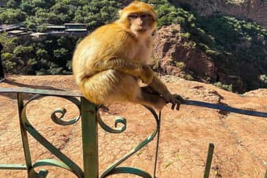 Day trip from Marrakech to Ouzoud Waterfalls