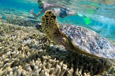 Town of 1770: Lady Musgrave Island Snorkelling Day Cruise