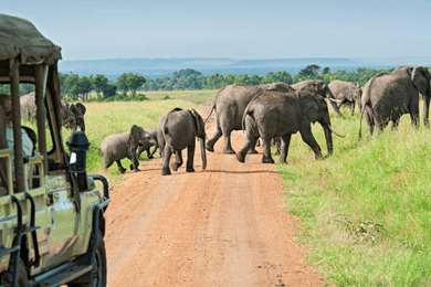 From Nairobi: 2-Day Masai Mara Private Safari with Meals