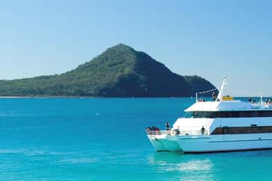 Sydney: Port Stephens Dolphin Cruise and Koalas - Mandarin