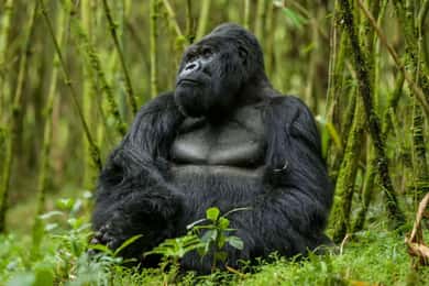 Kigali: 6-Day Mountain Gorilla, Wildlife and Chimpanzee Trek