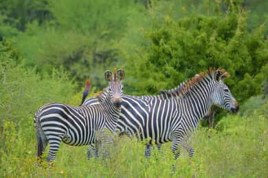 From Arusha: 1 Day Arusha National Park Guided Safari Trip