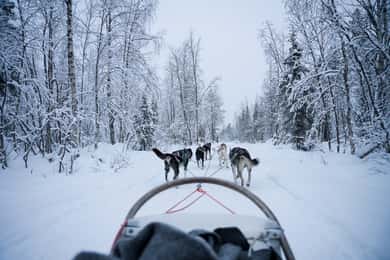 Levi Polar Lights Tours: Arctic Circle Guided Husky Tour