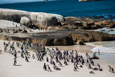 ケープタウン：ボルダーズビーチでのペンギンウォッチング半日ツアー