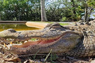 Miami: Original Everglades Airboat Tour & Alligator Exhibit