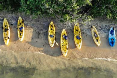 Salt River Bay: Leje af halvdagskajak