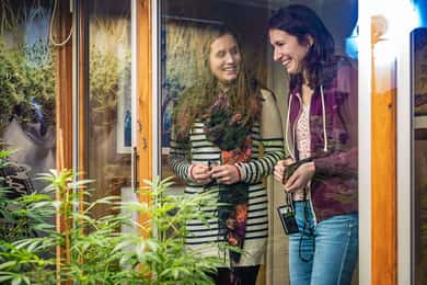 Inngangsbillett til Hash, Marihuana og Hemp Museum