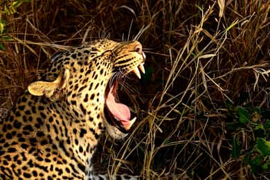 Vanuit Richards Bay: Hluhluwe Imfolozi wildreservaat dagtrip