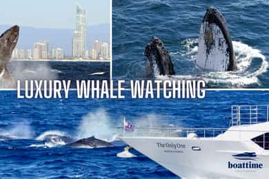 Gold Coast: Luxury Whale Watching Tour on a Superyacht