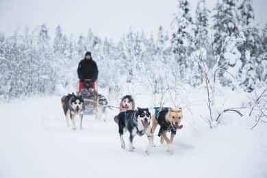 Levi: 15 kilometers selvkørende husky-tur