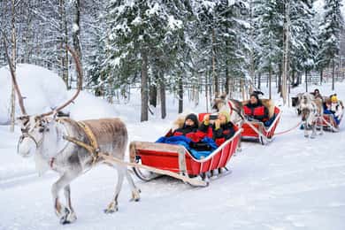 Rovaniemi: Rentierschlittenfahrt mit heißem Getränk und Keksen