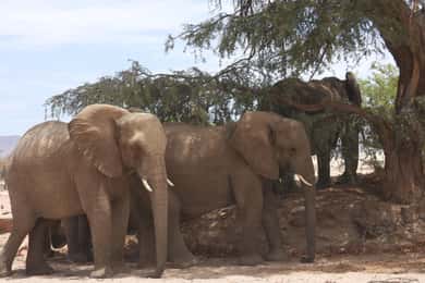 Olifantenavontuur met Herson - een inwoner van Damaraland