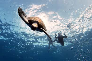 Abades: Tenerife Turtles and Rays Snorkeling Trip
