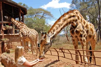 Nairobi: Elephant Sanctuary and Giraffe Center Day Tour