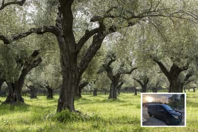 From Athens: Wine, Oil, & Cheese Tasting in Nemea & Argolis