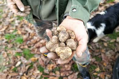 Langhe: Oplevelse af trøffeljagt