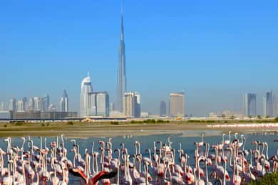 Dubai Şehir Turu ile Ras Al Khor Vahşi Yaşam Koruma Alanı