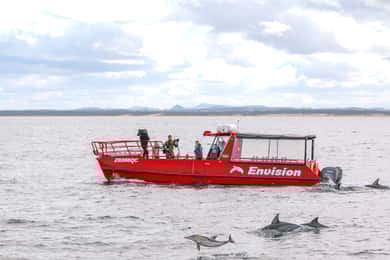 Nelson Bay: 1hr Dolphin Watch Express