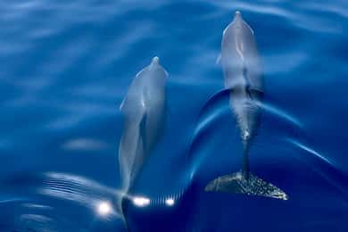 Martinique : croisière d'observation des dauphins avec collation