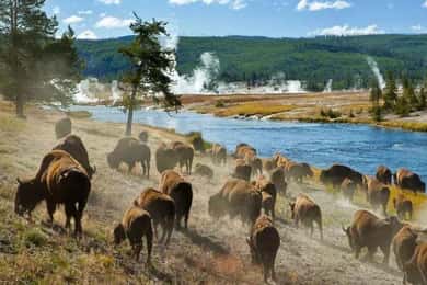 Salt Lake City: Yellowstone 3-Day Guided Trip with Hotels