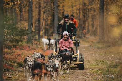 Levi: Husky-vogntur - Midnatssol og efterårsnordlys