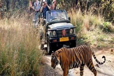 Delhi: Ranthambore National Park 3-Day Trip w/ Tiger Safari