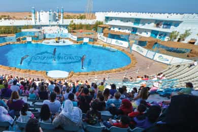 Hurghada: Dolphin World Show with Walruses and Pickup