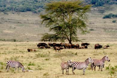 Safari di 6 giorni in piccolo gruppo a Masai Mara, Nakuru e Amboseli