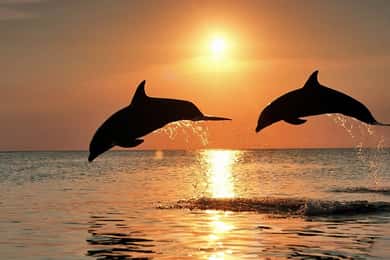 Pola: Crociera con delfini al tramonto di Brioni con cena e bevande
