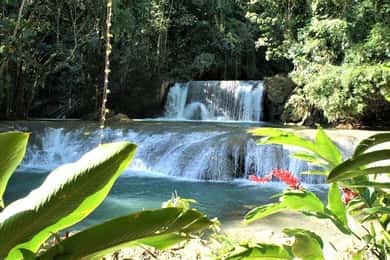 Negril: Safari em Black River e excursão às cataratas de YS com almoço