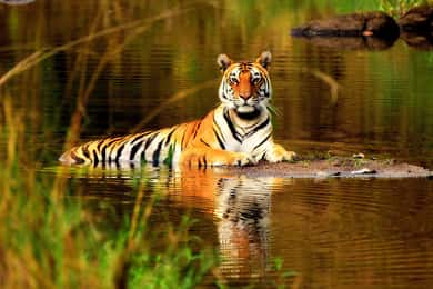 Desde Delhi: Safari en Tigre de 5 días y Viaje al Triángulo de Oro