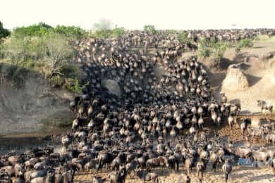 Da Nairobi: Safari di gruppo di 3 giorni e 2 notti nel Maasai Mara in 4WD